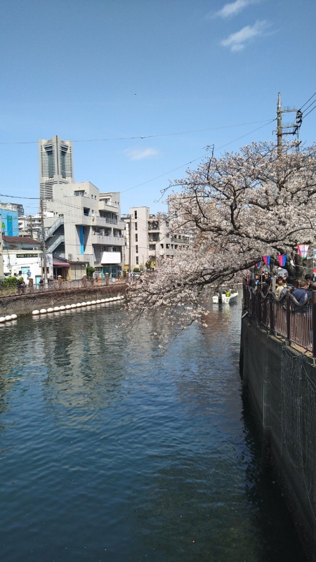 完熟バナナ横浜（あずさ）