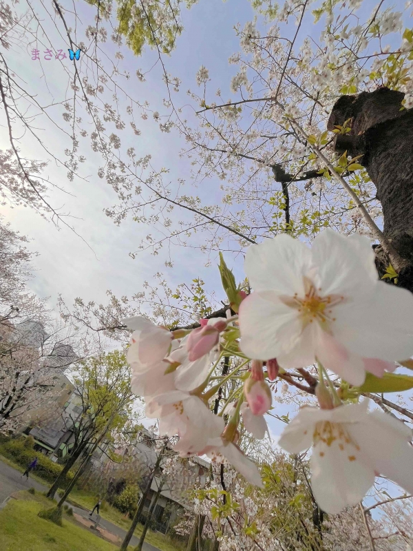 完熟ばなな川崎店 まさみです