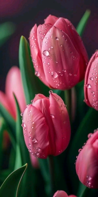 完熟バナナ川崎店のようこです