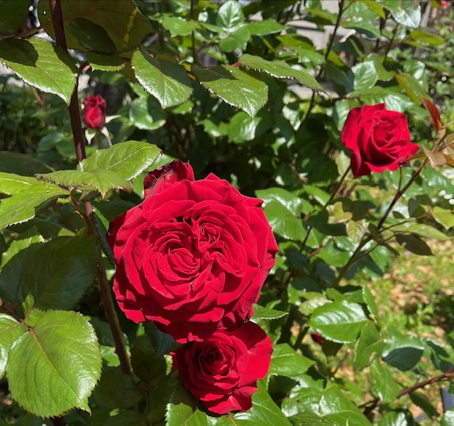 いってらっしゃいませ(o^^o)