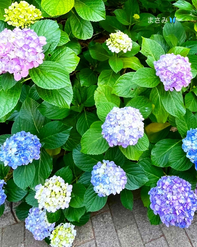 完熟ばなな川崎店 まさみです