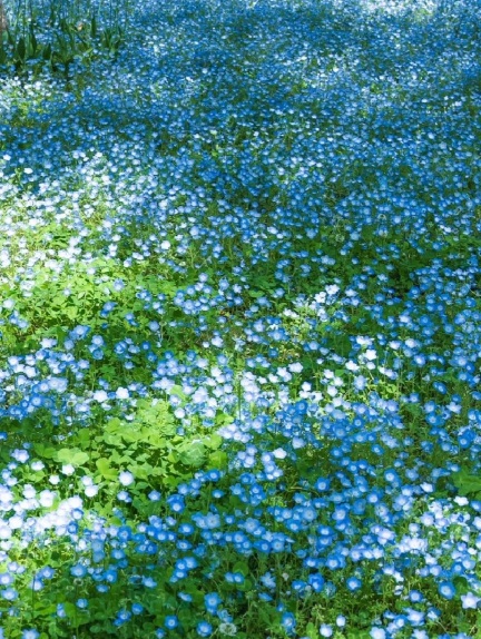 完熟ばなな横浜店　はずき