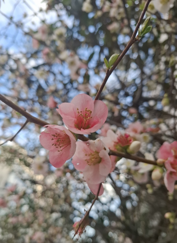 完熟バナナ川崎店　あみかです。