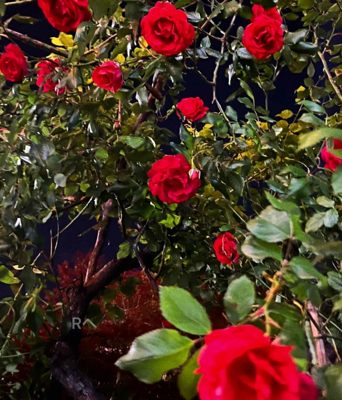 完熟ばなな川崎店 まさみです