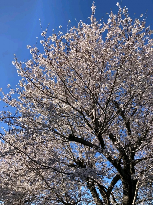 完熟バナナ川崎店のようこです