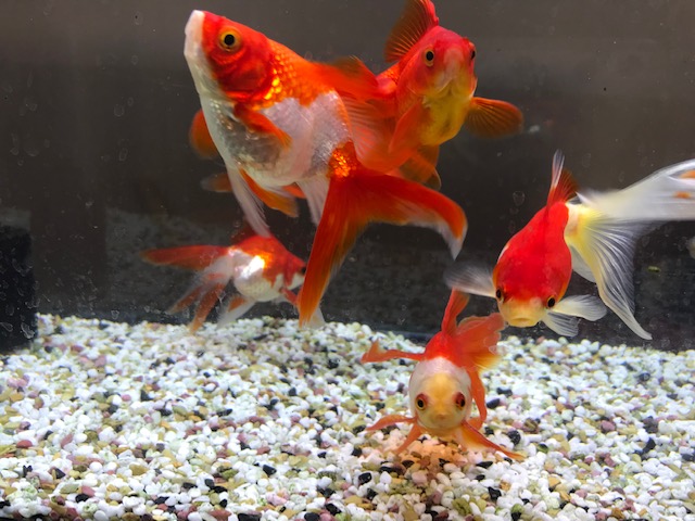 横浜店あやかです