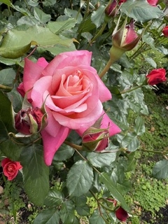 完熟ばなな横浜店まなみです。