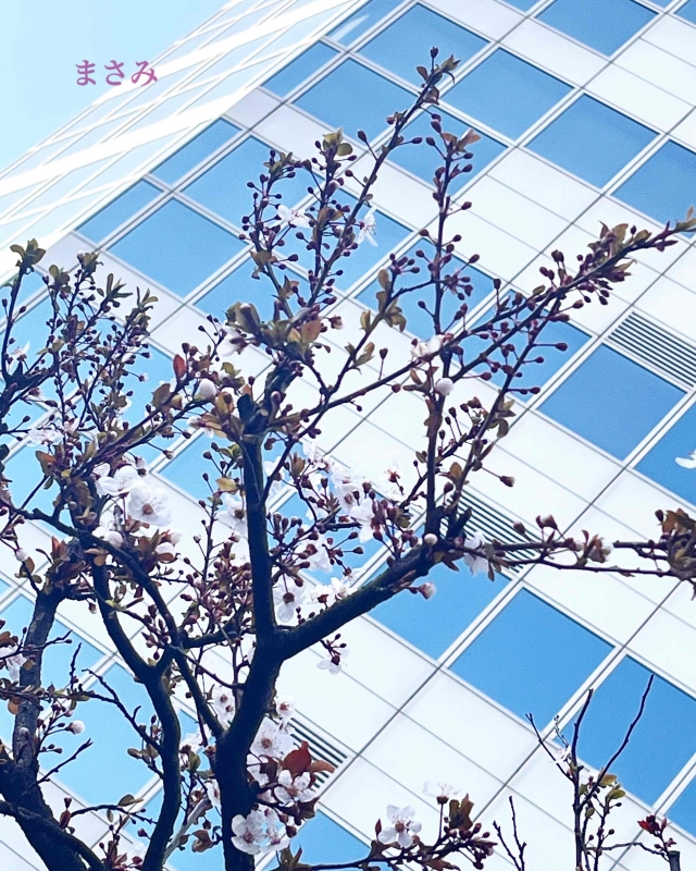 完熟ばなな川崎店 まさみです