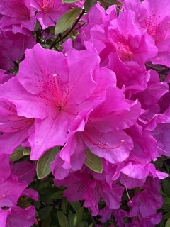 完熟ばなな横浜店まなみです。