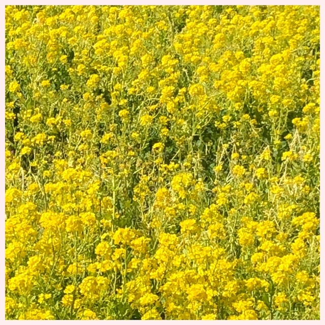 出勤致しました