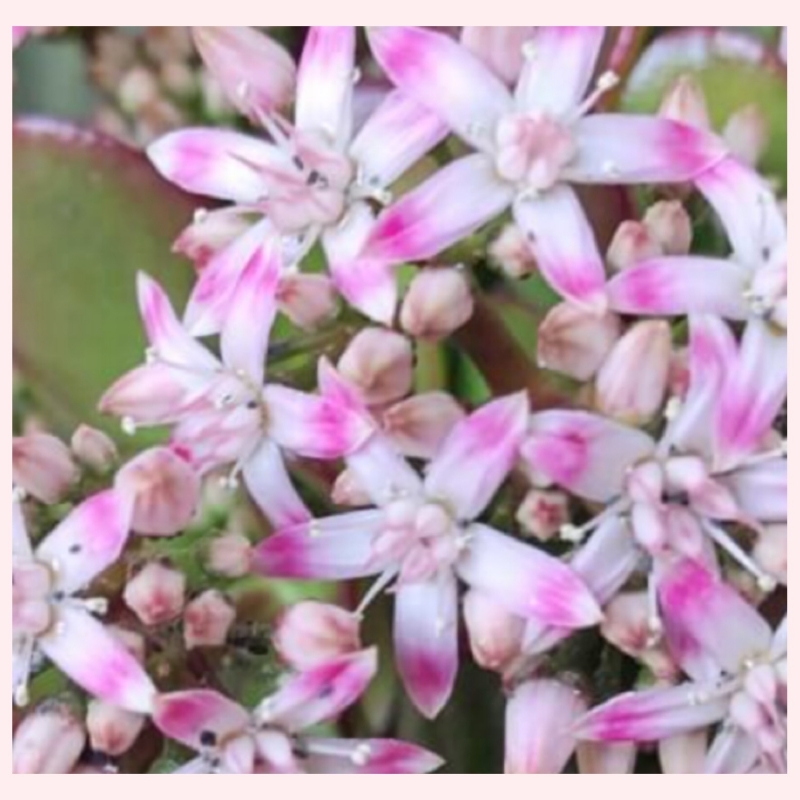 花粉がね…(*´Д｀*)