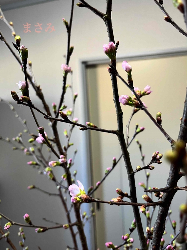 完熟ばなな川崎店 まさみです