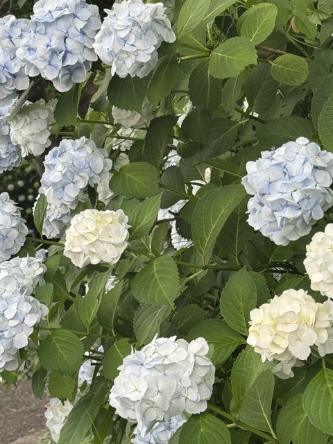 1枚目