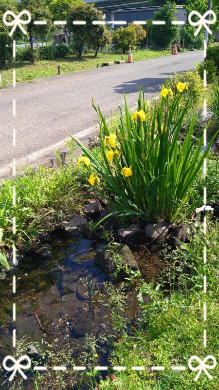 完熟ばなな横浜（あずさ）