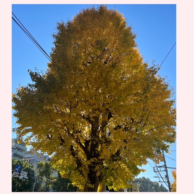 完熟ばなな横浜　なみです