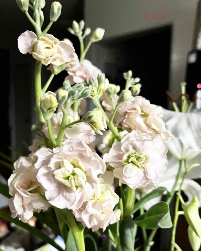 完熟ばなな川崎店 まさみです