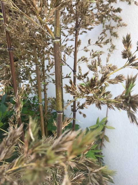 横浜店あやかです