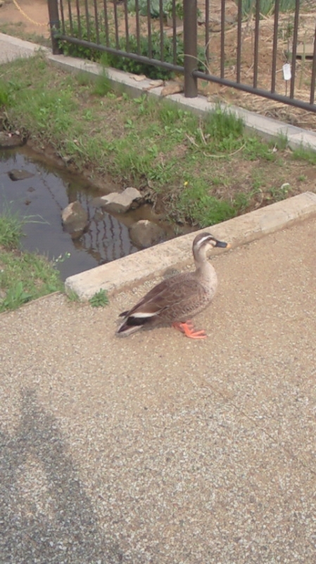 完熟ばなな横浜（あずさ）