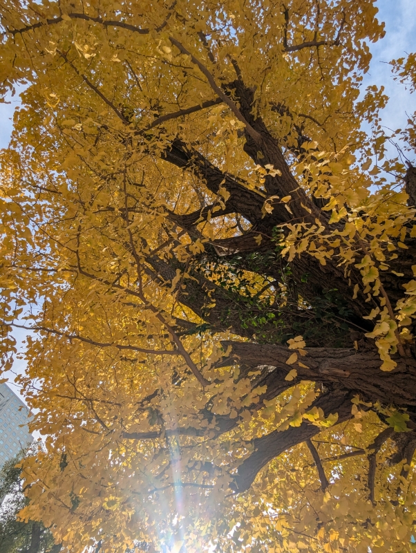 こんばんは(*^^*)