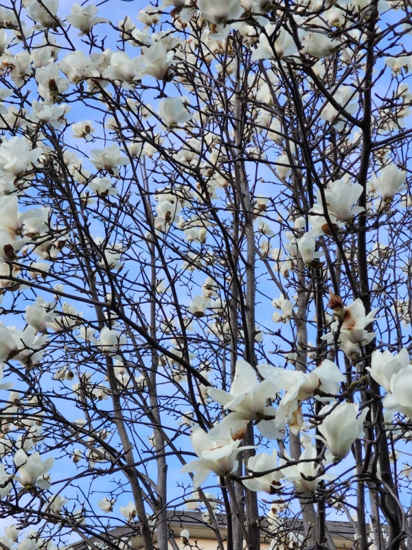 完熟ばなな横浜店こゆきです。