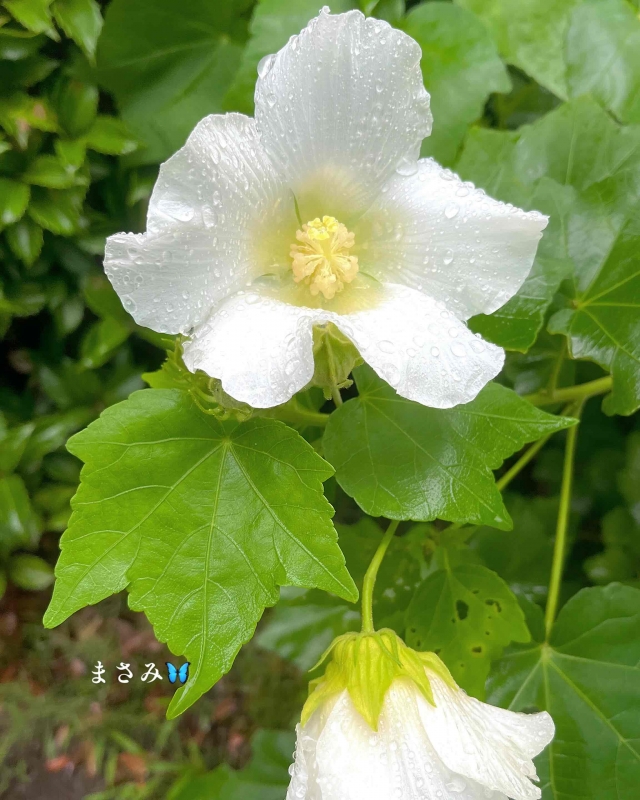 1枚目